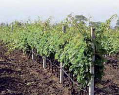 Для вирощування органічного винограду краще обирати сорти, стійкі до хвороб